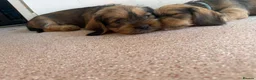 Mixed Breed dogs for sale: Gorgeous puppys wire hair dashhone/Shih Tzu - Advert 17