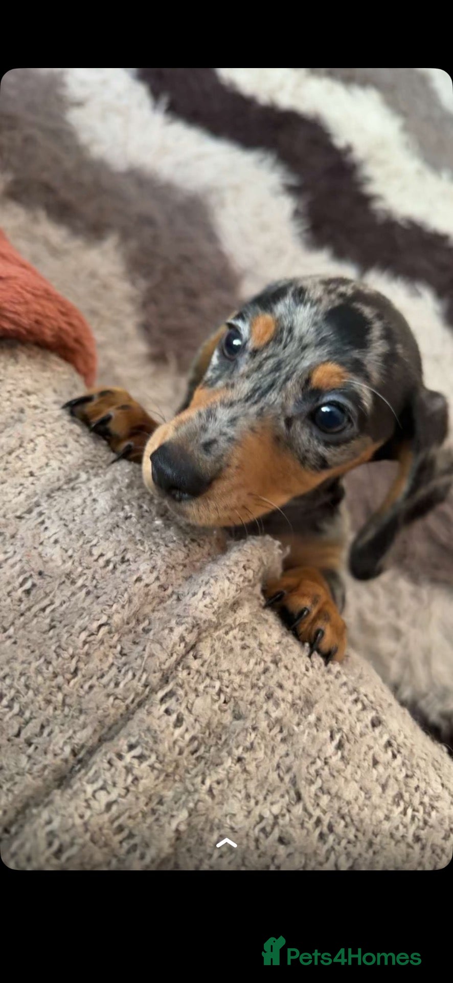 Miniature Dachshund dogs miniture dashaund - Advert 1