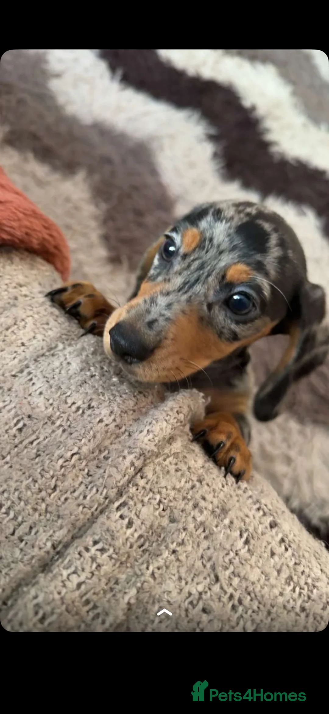 Miniature Dachshund dogs for sale: miniture dashaund in Stoke-on-Trent - Advert 1