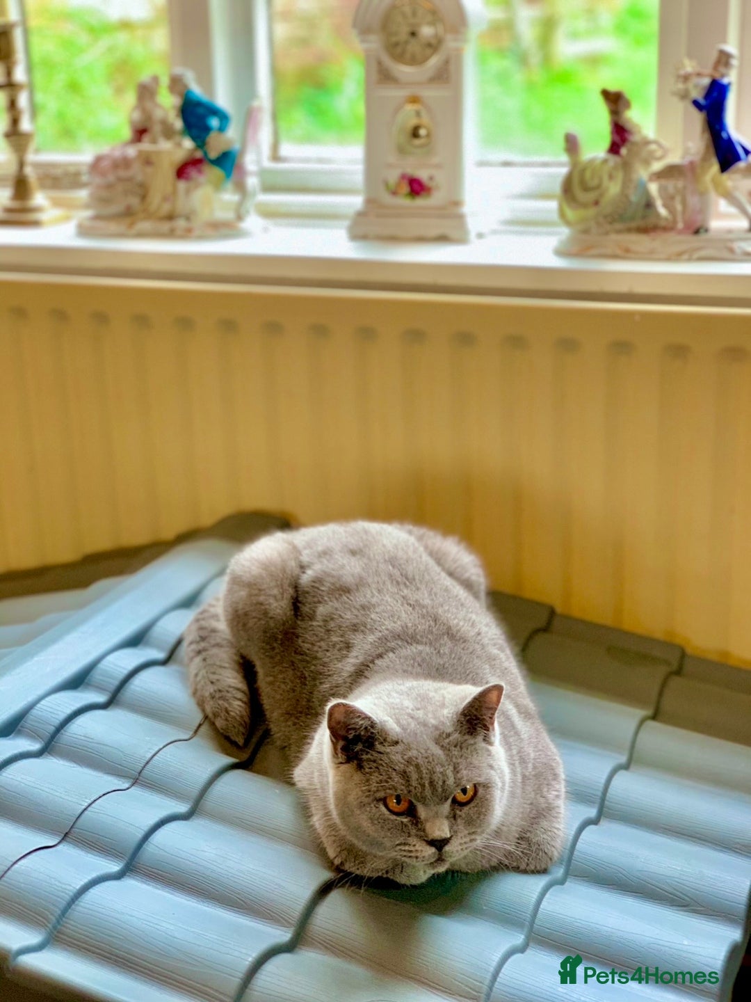 Scottish Fold cats for sale: SCOTTISH FOLD & STRAIGHT  - Advert 5