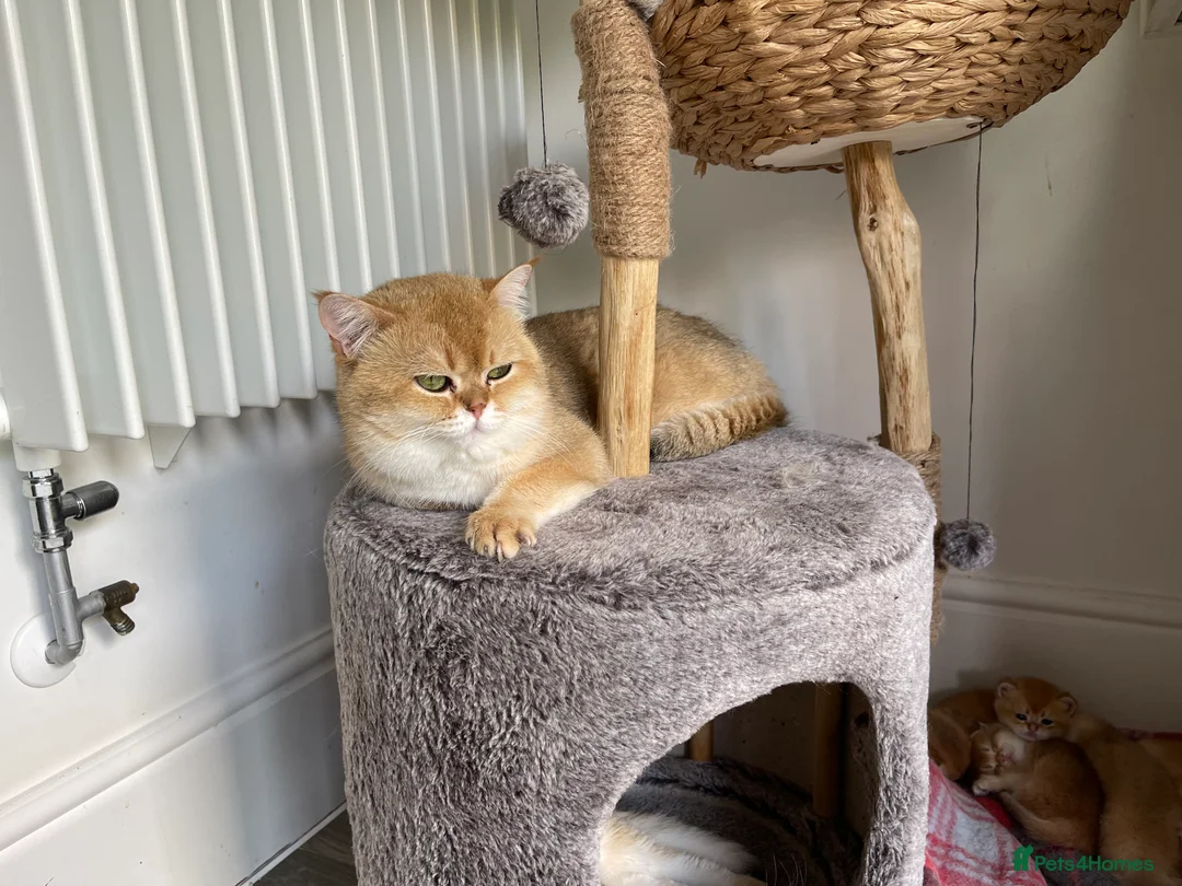 Scottish Fold cats for stud: NY12 GOLDEN CHINCHILLA SCOTTISH FOLD MALE FOR STUD - Advert 5