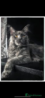 Maine Coon cats Blue Maine Coon kittens - Advert 2
