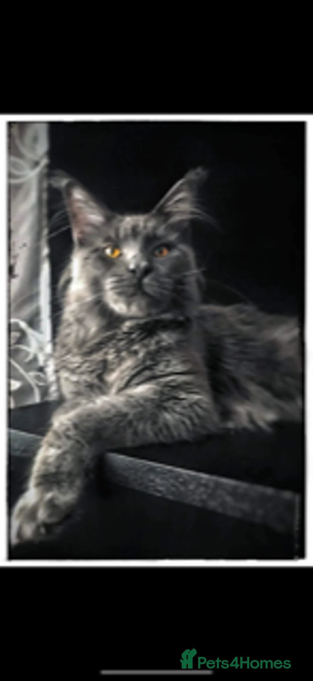 Maine Coon cats for sale: Blue Maine Coon kittens - Advert 1