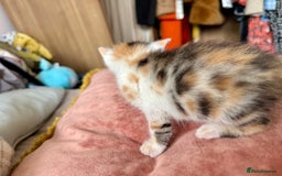 Bengal cats for sale: 4 pure bangal and 5 bengal x kittens - Image 22