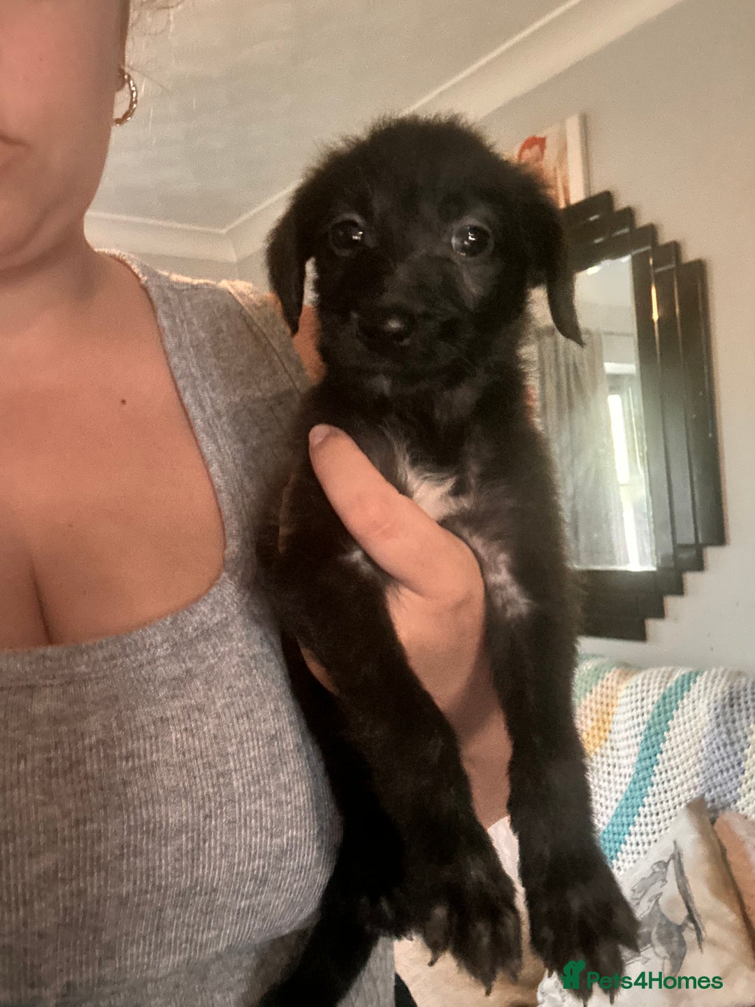 Mixed Breed dogs for sale: 10 Bedlington Whippet Puppies - 6 DOGS 4 BITCHES - Image 24