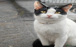 Mixed Breed cats for sale: 3 beautiful kittens left for sale!! - Image 18