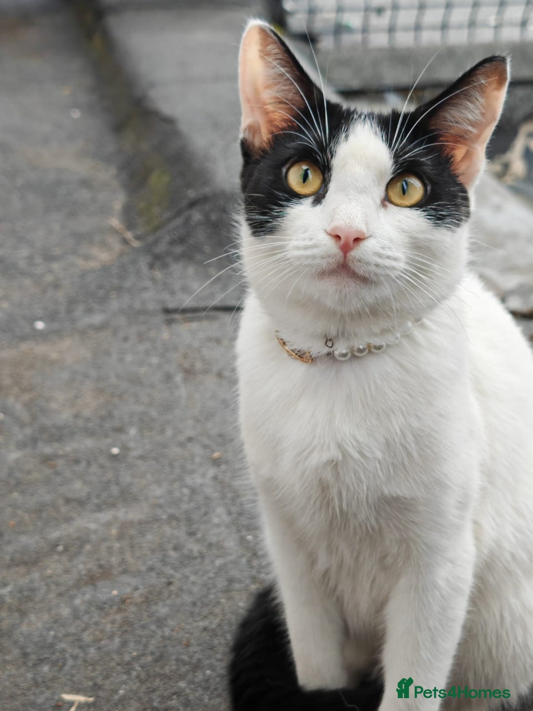 Mixed Breed cats for sale: 3 beautiful kittens left for sale!! - Image 18