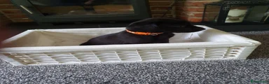 Labrador Retriever 7