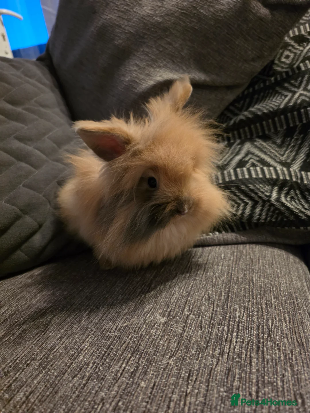 Lionhead rabbits for sale: Female lion head rabbits in Barrow-upon-Humber - Advert 2