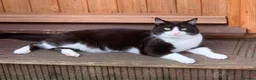 Domestic Shorthair cats for sale: 2 year old male tuxedo cat looking for a new home in Glasgow - Advert 1