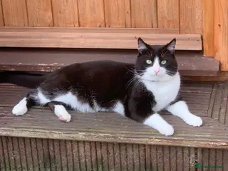 Domestic Shorthair cats 2 year old male tuxedo cat looking for a new home - Advert 6