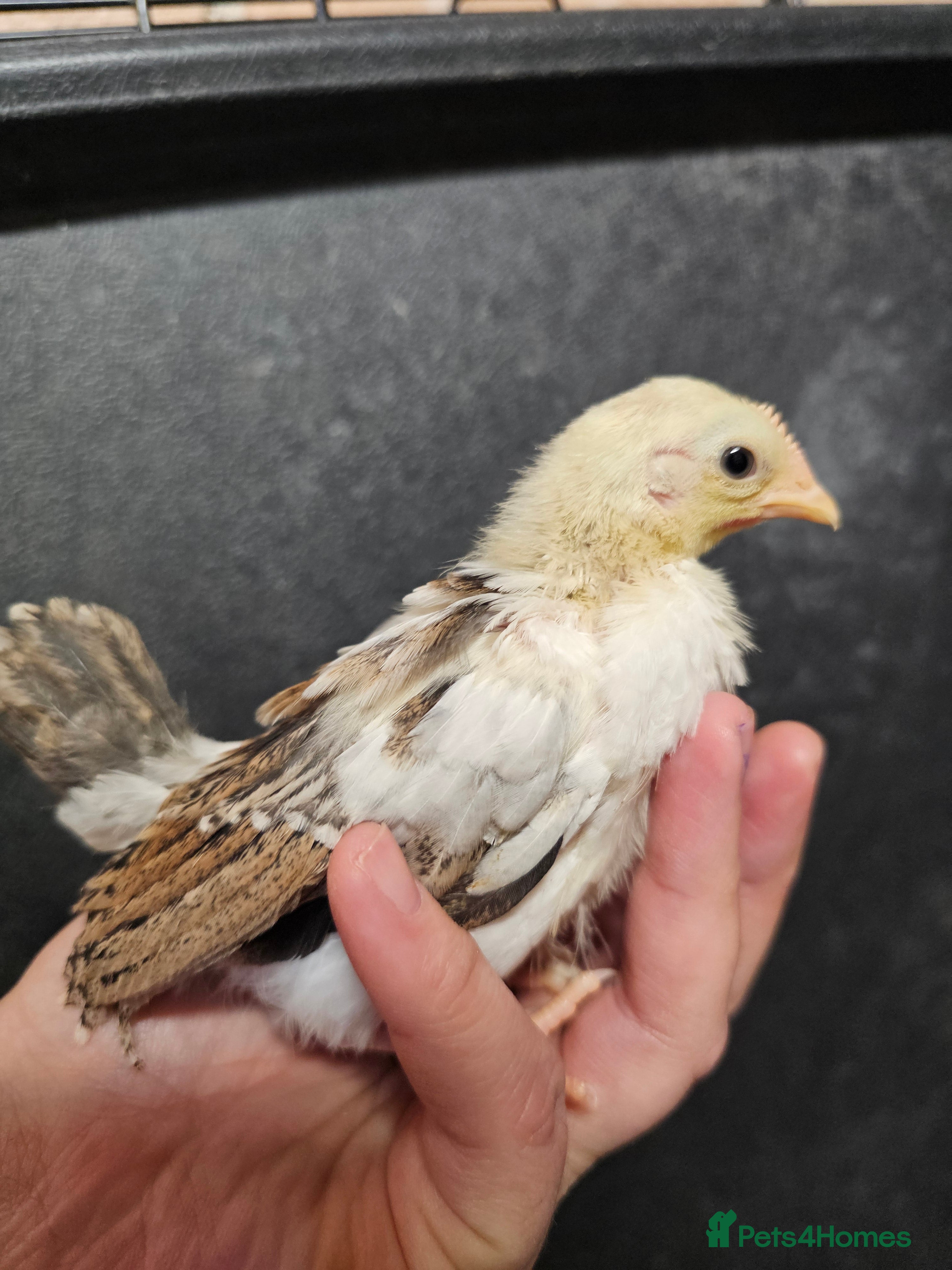 Chickens poultry Seramas and large fowl - Advert 4