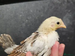 Chickens poultry Seramas and large fowl - Advert 4