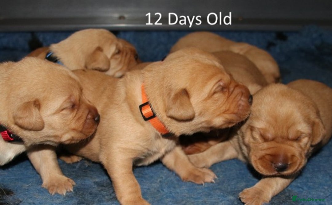 Labrador Retriever dogs for sale: Red Fox Labs : Health Checked-KC Reg-FTCH Pedigree - Image 8