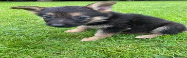 German Shepherd 4