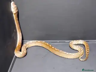 Python Snake reptiles Malayopython Motley Male - Advert 1