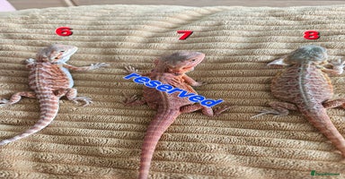 Bearded Dragon reptiles - Advert 6