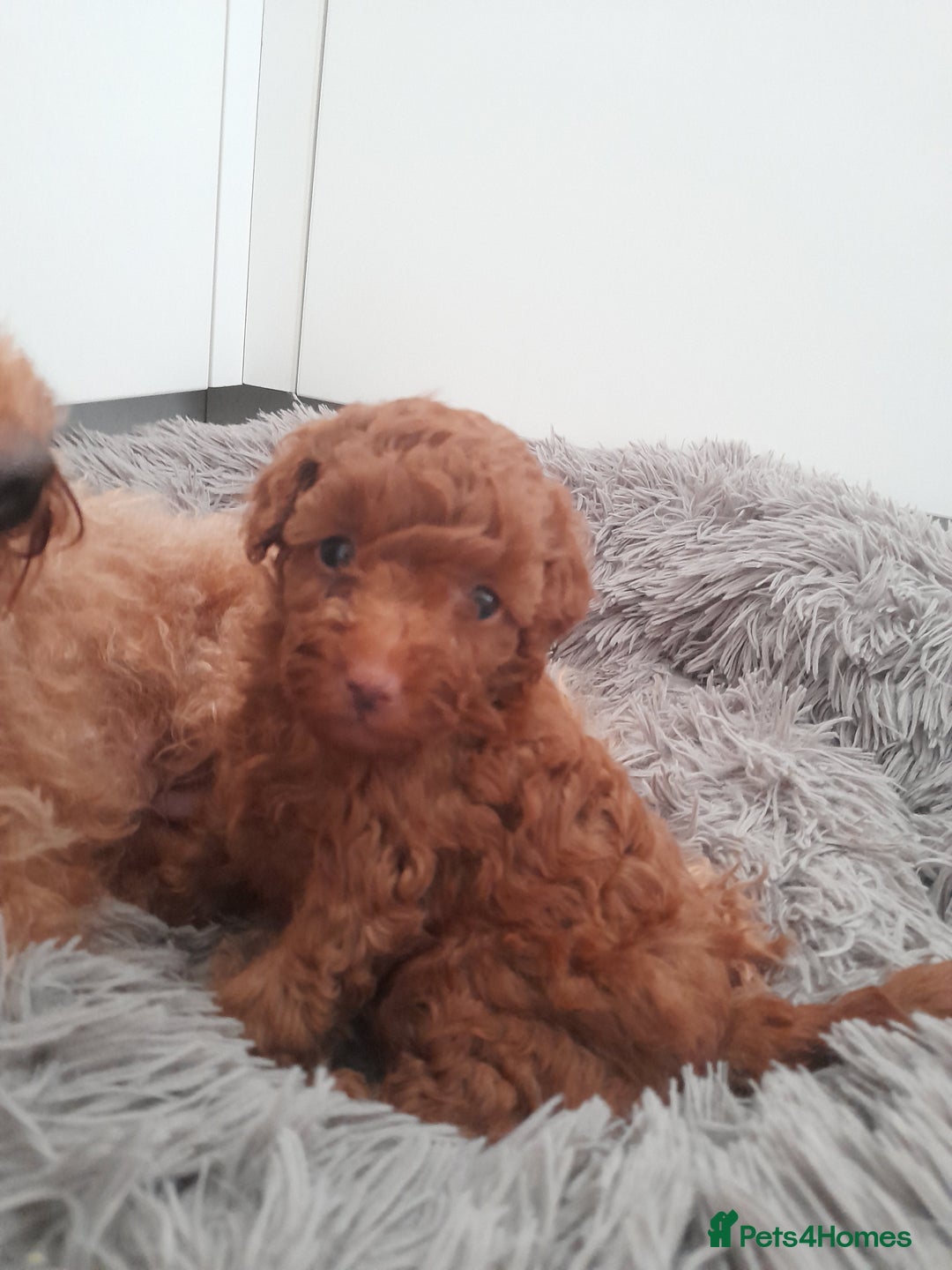 Toy Poodle dogs for sale: Beautiful Toy poodle puppy  - Image 2