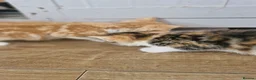 Mixed Breed cats for sale: Mixed breed kittens - Advert 4