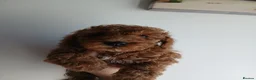 Toy Poodle dogs for sale: Toy poodle puppys - Advert 6