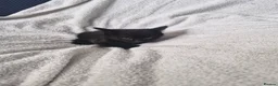 Mixed Breed cats for sale: 5 kittens ready for new home  - Advert 11