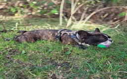 French Bulldog dogs for stud: Beautiful Boy Hercules Proven Stud  - Image 3