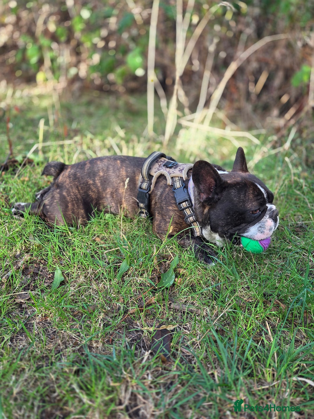 French Bulldog dogs for stud: Beautiful Boy Hercules Proven Stud  - Image 3