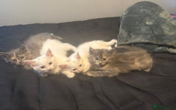 Mixed Breed cats for sale: 3 kittens ready to go - Image 1