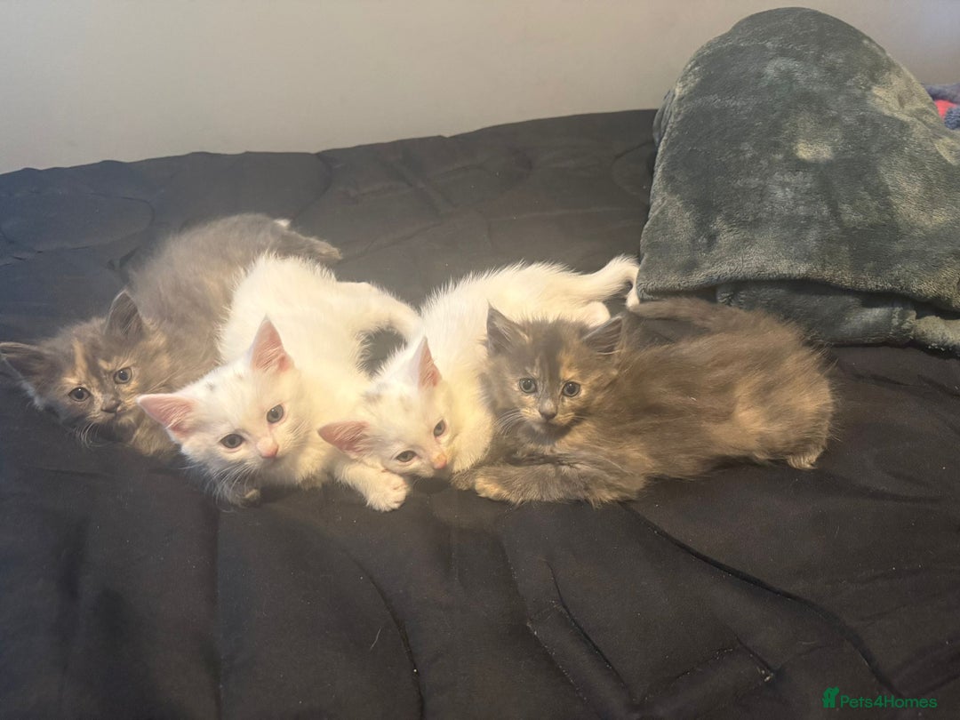 Mixed Breed cats for sale: 3 kittens ready to go - Image 1