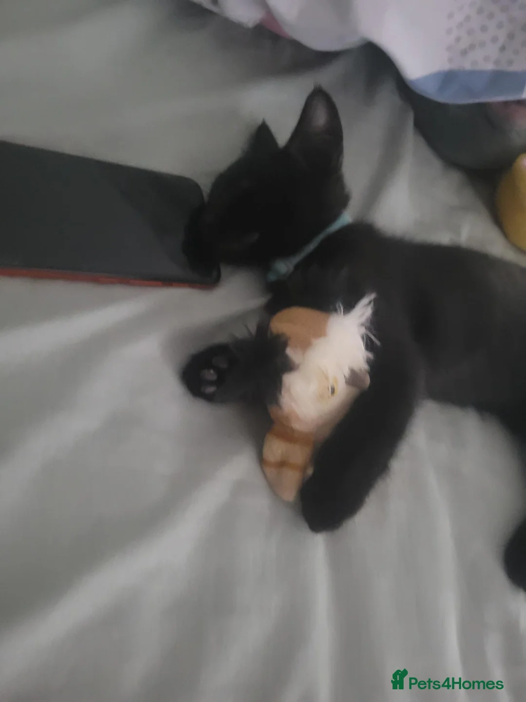 British Shorthair cats for sale: 5 Kittens for sale in Birmingham - Advert 11