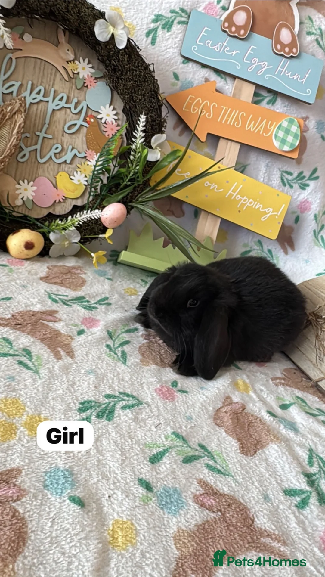 Mini Lop rabbits for sale: ✨ Mini Lop Baby Bunnies ✨  - Advert 3