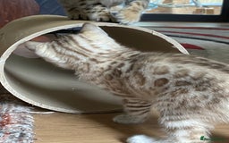 Bengal cats for sale: Bengal kittens - Image 20