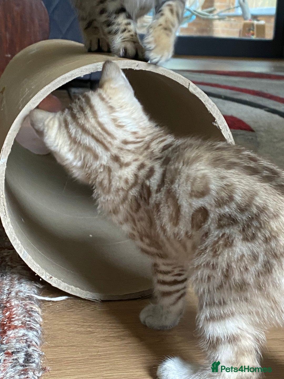 Bengal cats for sale: Bengal kittens - Image 20