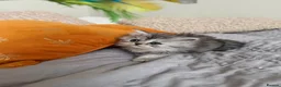 Persian cats for sale: Adorable fluffy Persian kittens for Sale - Advert 14