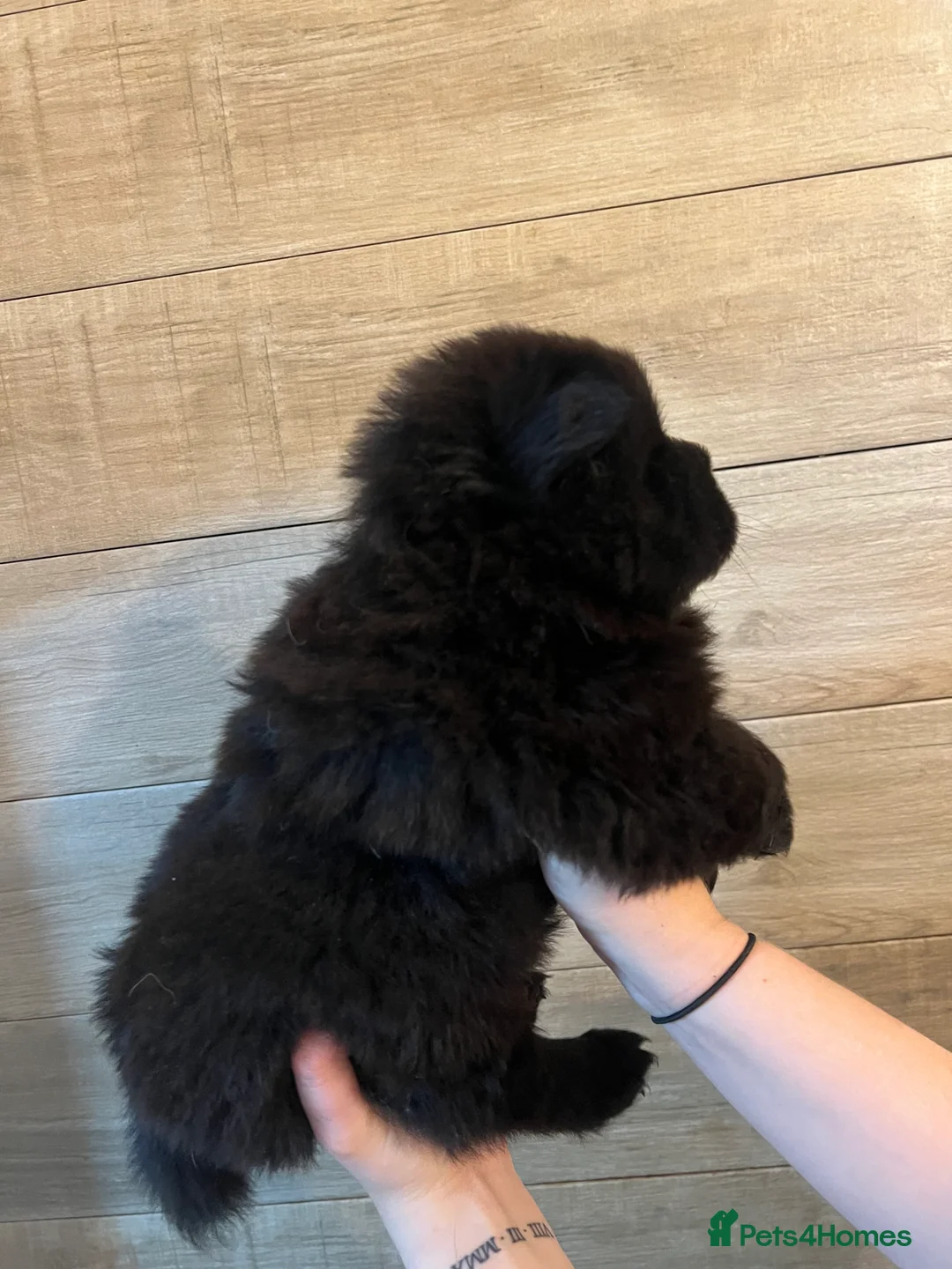 Chow Chow dogs for sale: KC Registered Chow Pups– (Champion Blood Lines) - Advert 19