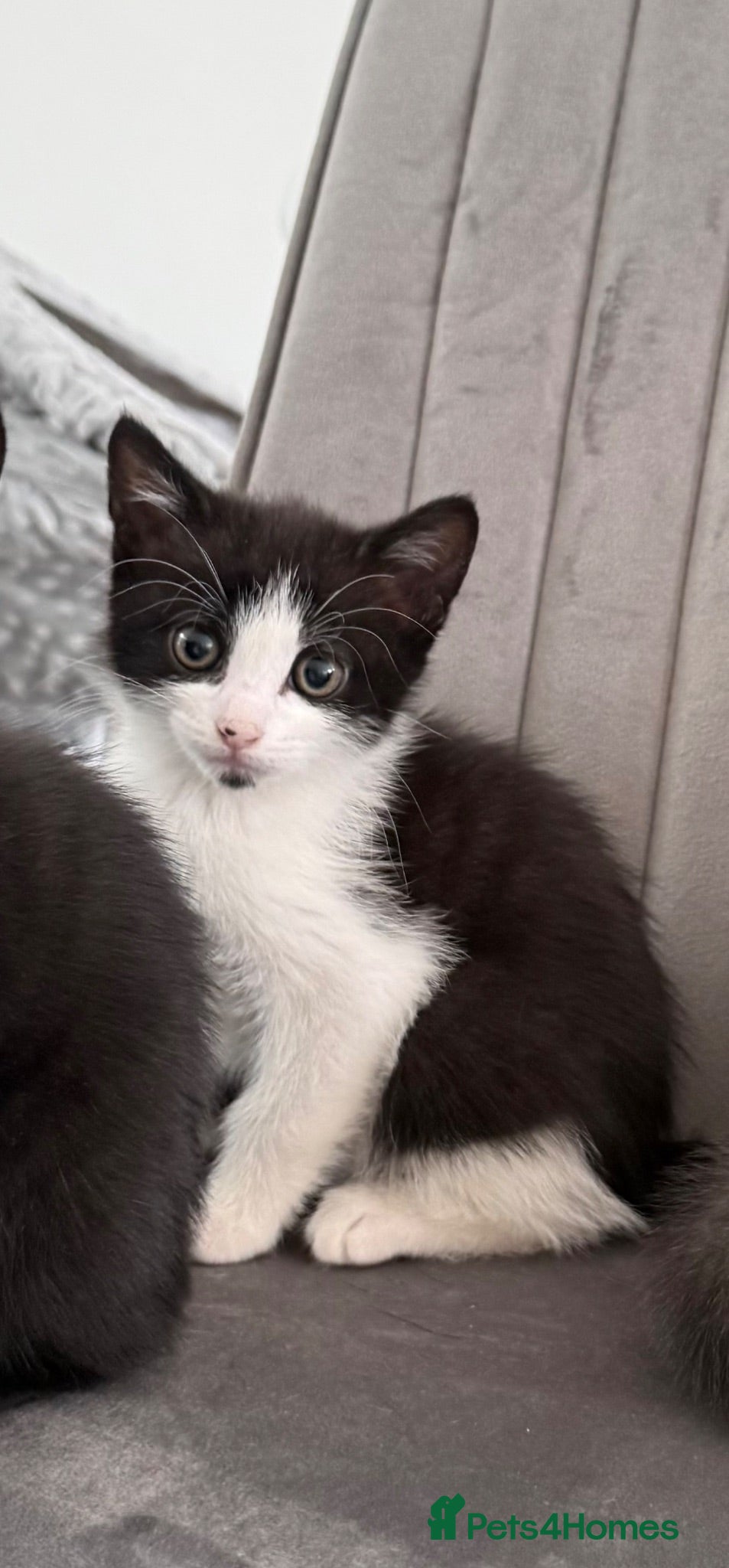 Mixed Breed cats Beautiful kittens ready for their forever homes✨ - Advert 6