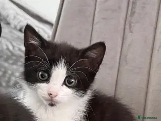 Mixed Breed cats Beautiful kittens ready for their forever homes✨ - Advert 6