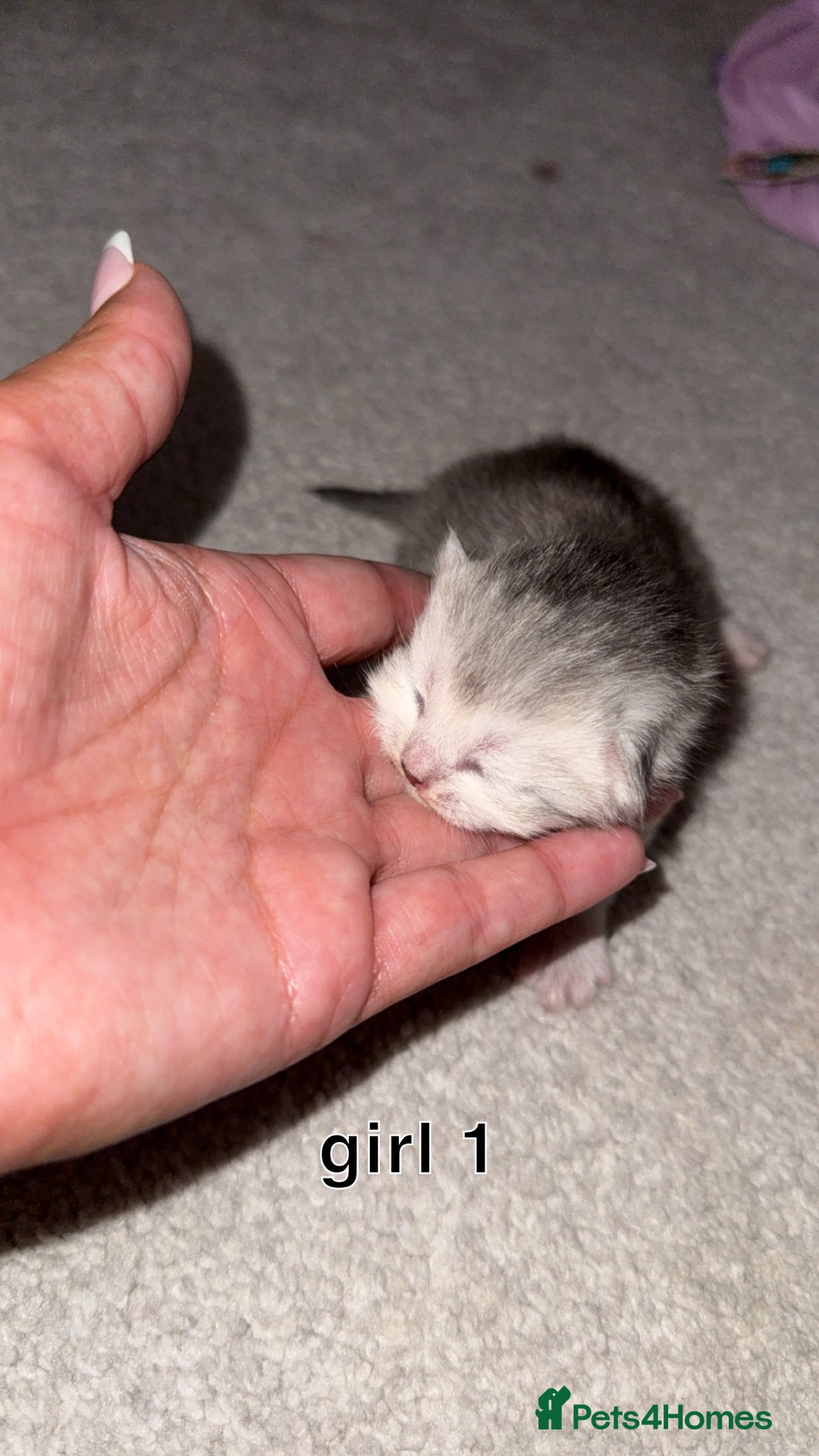 Scottish Fold cats for sale: 2 girl mixed scottish fold kittens  - Image 5