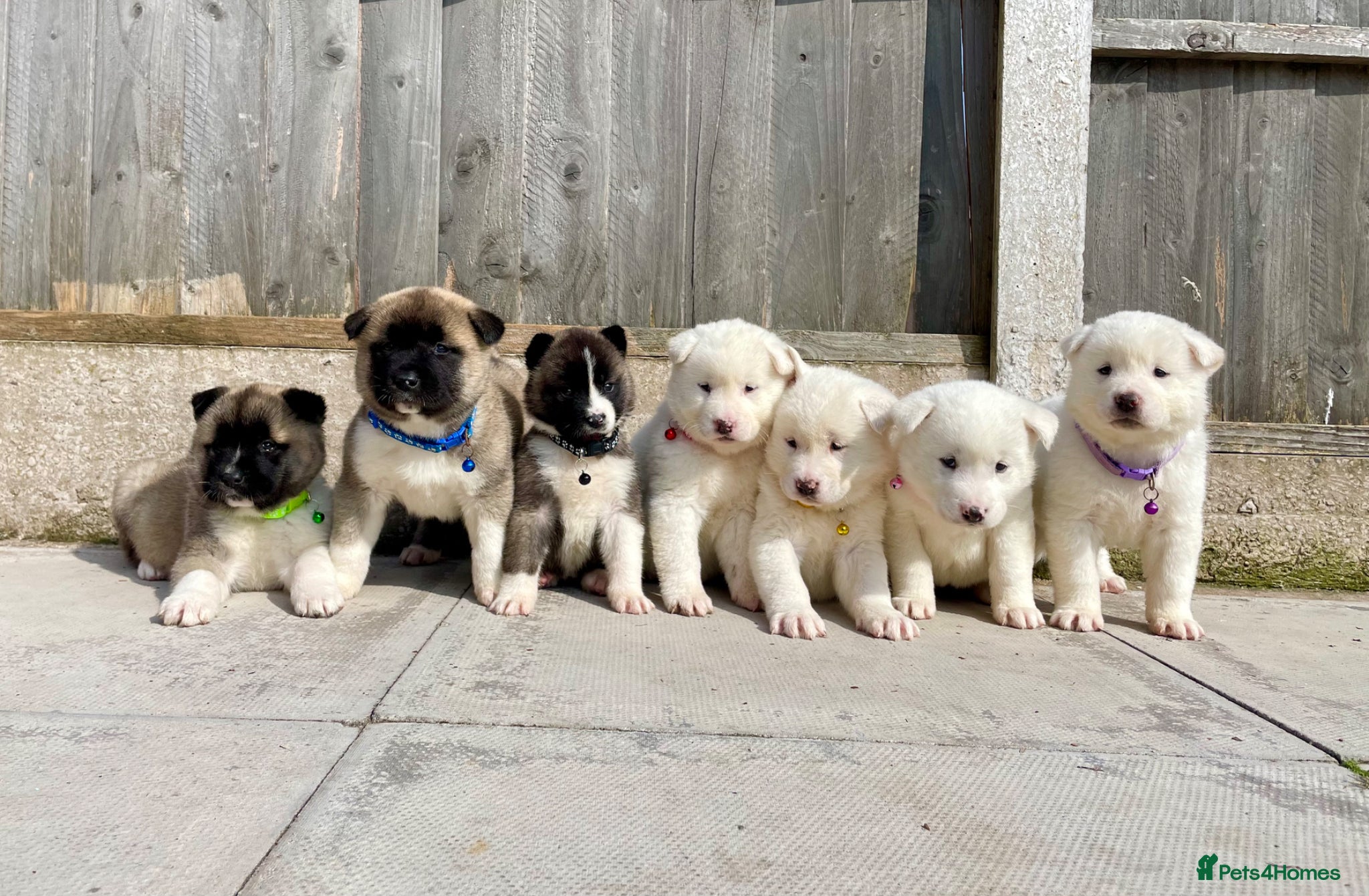 Akita dogs Akita puppys for sale - Advert 1