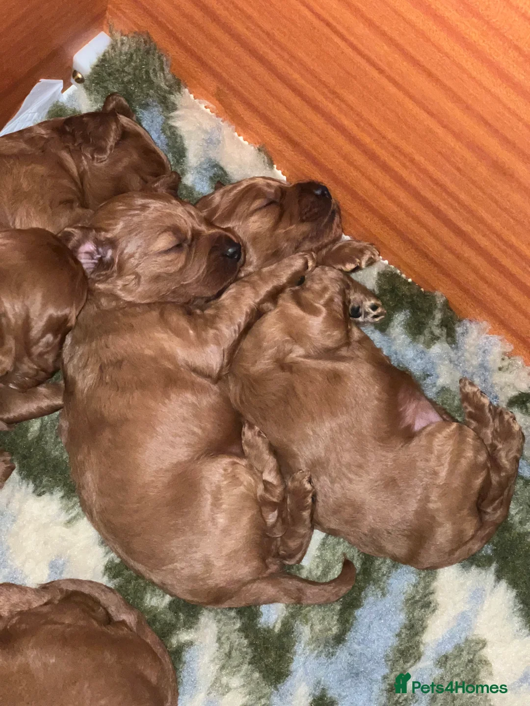 Irish Doodle dogs for sale: Beautiful Irish doodle puppies  - Advert 6