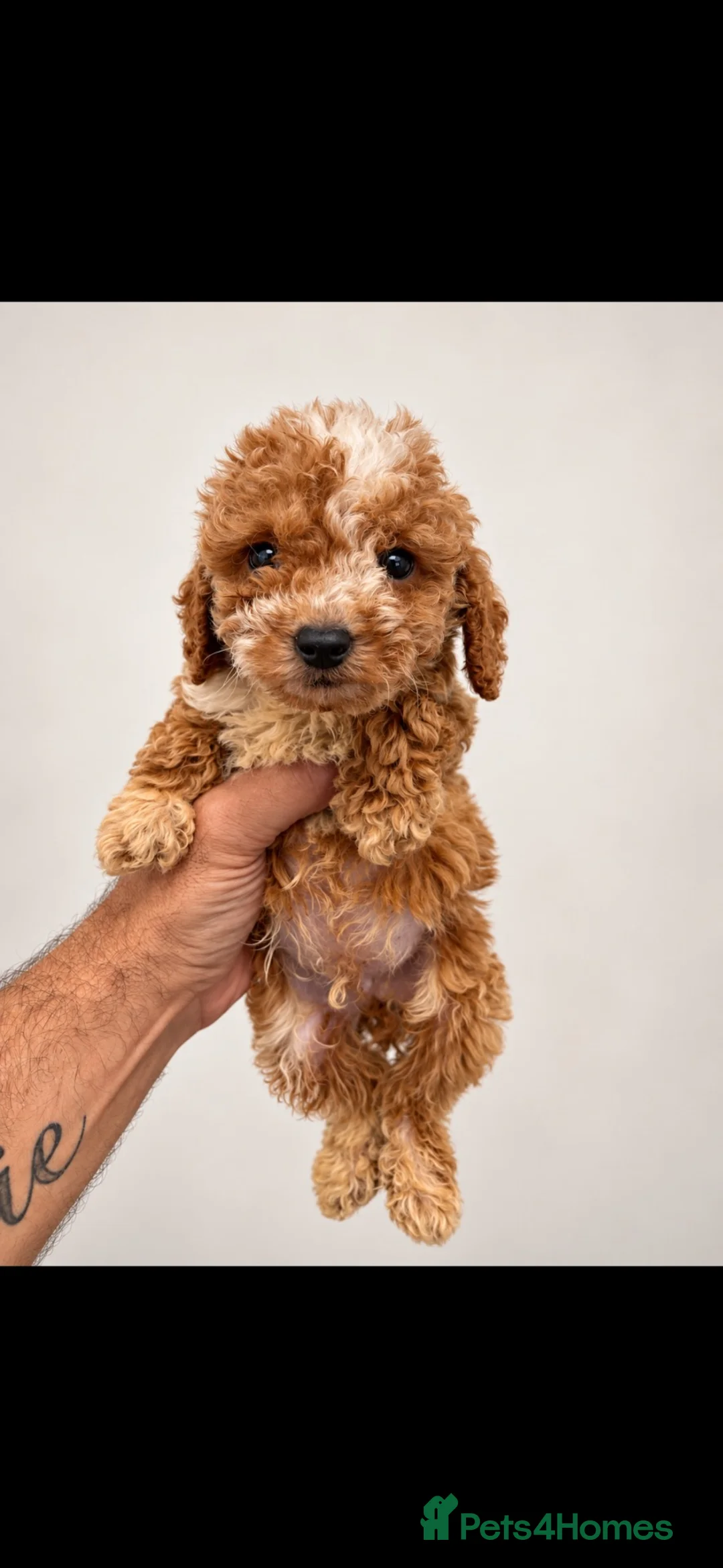 Cockapoo dogs for sale: F1 cockapoo in Redhill - Advert 1
