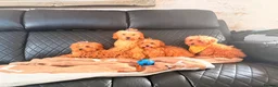 Maltipoo dogs for sale: Exquisite f1 toy Maltipoo teddy bears  - Advert 5