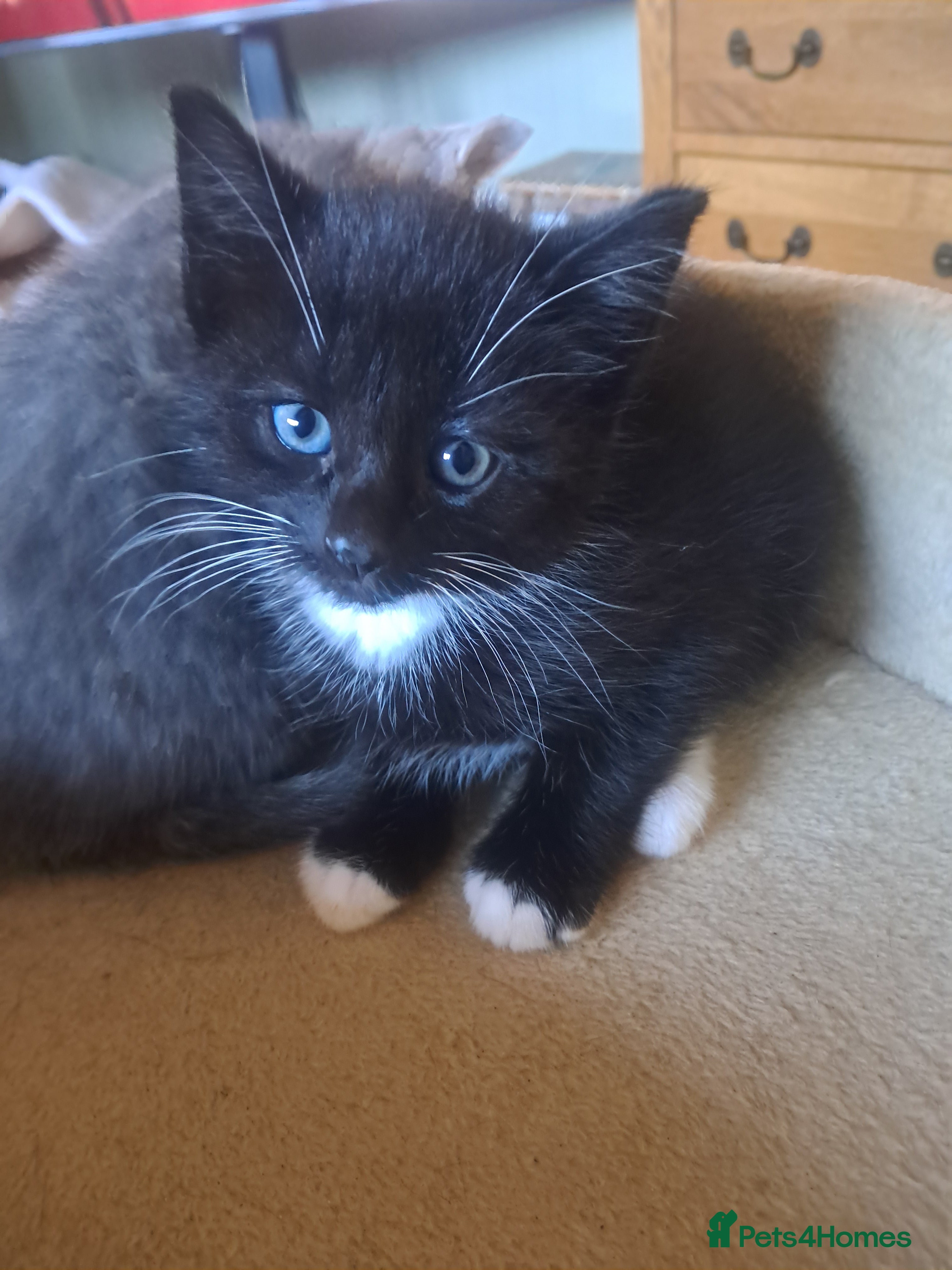 Mixed Breed cats BEAUTIFUL LITTLE GIRL AVAILABLE STRAIGHT AWAY  - Advert 2