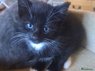 Mixed Breed cats BEAUTIFUL LITTLE GIRL AVAILABLE STRAIGHT AWAY - Advert 5