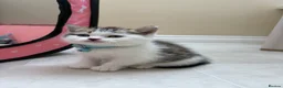 Mixed Breed cats for sale: Beautiful Exotic shorthair mix kittens  - Advert 11