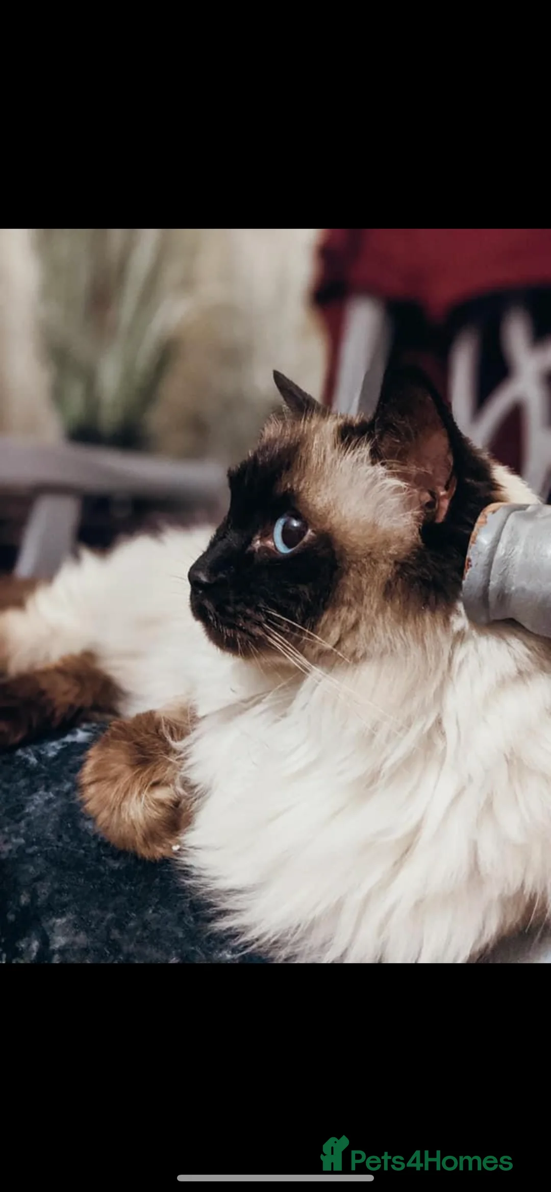 Ragdoll cats for sale: Loving indoor Kat six new Home in Epsom - Advert 3