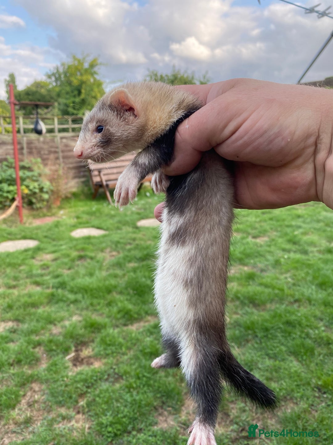 Ferret rodents for sale: Young Ferrets  - Image 3