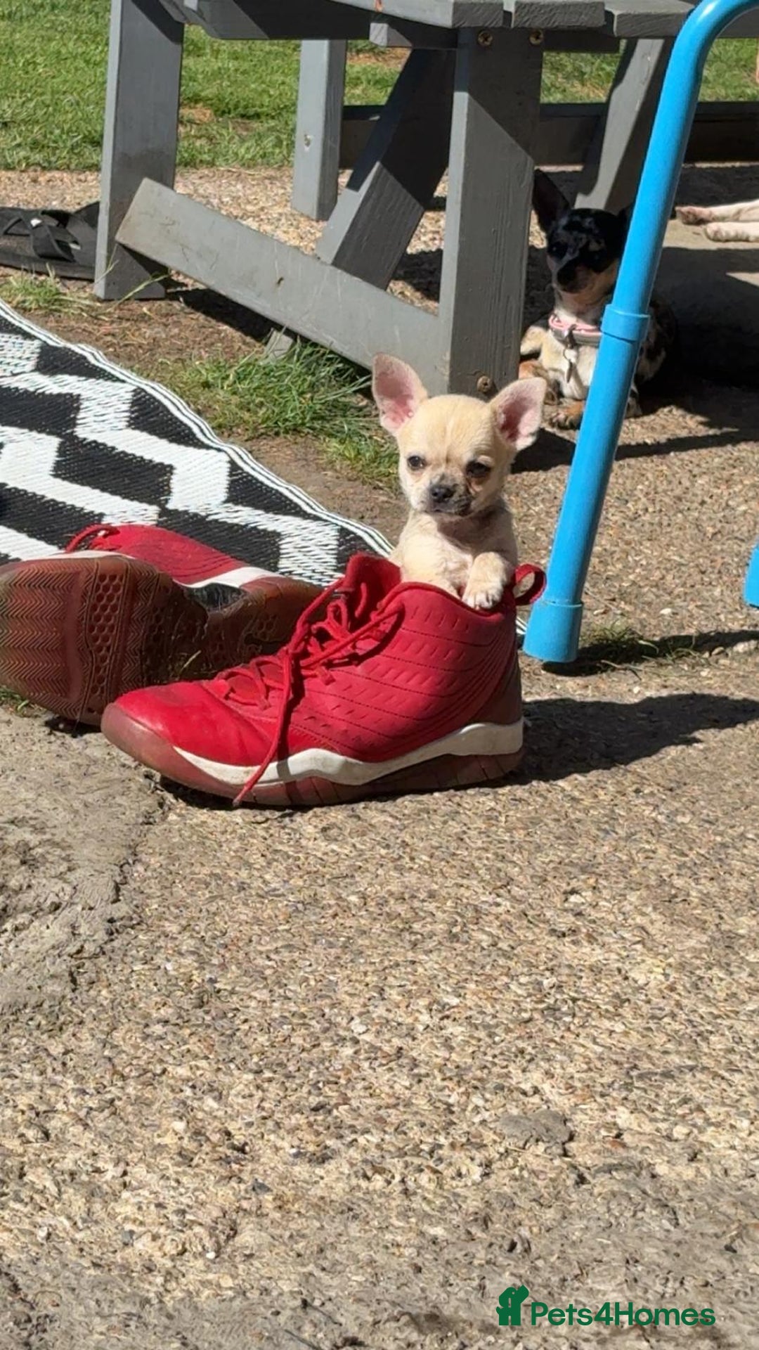 Chihuahua dogs for sale: Chihuahua for sale  - Image 7