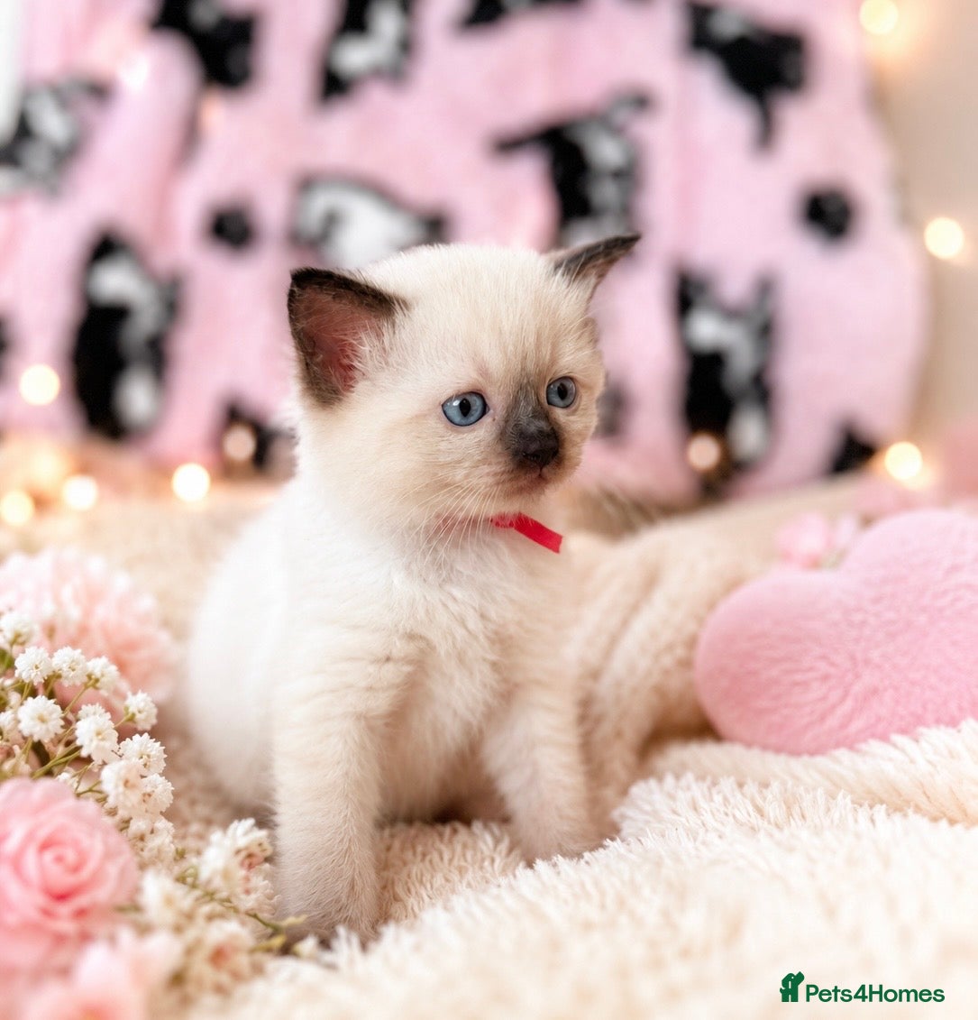 Ragdoll cats DNA Clear Blue Eyed Seal & Blue Point Ragdolls - Advert 5