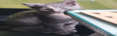 Domestic Shorthair 3